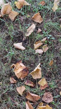 Falling dry autumn leaves on green grass