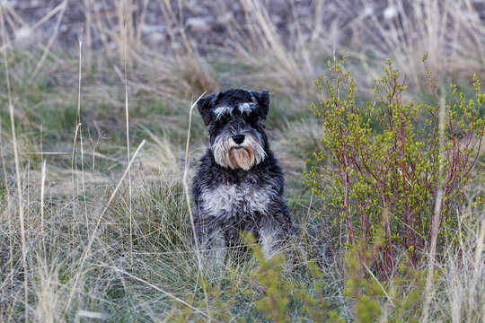 Black with white spots dog Zwergschnauzer sit on the grass and looking directly in camera. Shallow focus.