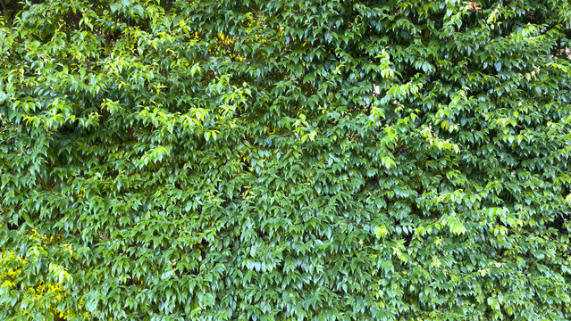 a dense lush green wall of leafy ficus foliage forms a vibrant outdoor privacy hedge creating a full natural botanical screen with abundant leaves and richly textured verdant growth