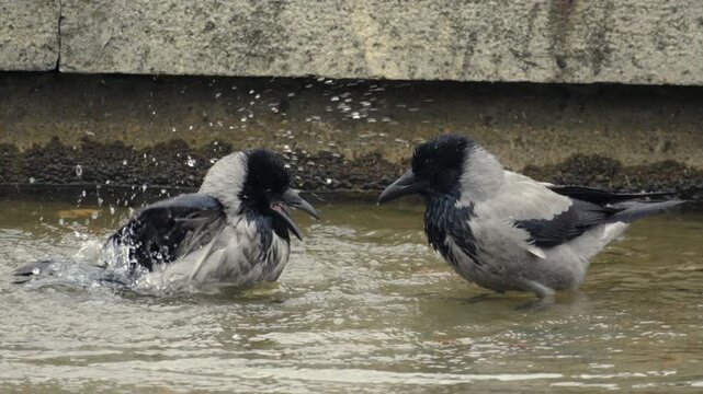 Slow motion of two crows splash in shallow water. One dives, creating a spray. The other watches calmly. Urban setting, concrete edge. Nature's playful moment captured. Ideal for wildlife or city scen
