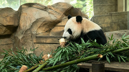 Giant Panda Eating Bamboo Shoots in a Rocky Zoo Habitat © HoangNgoc