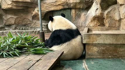 Giant Panda Sitting Facing Away in Zoo Habitat with Bamboo © HoangNgoc