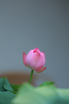 Pink Lotus Bud with Green Leaves on Gray Background
