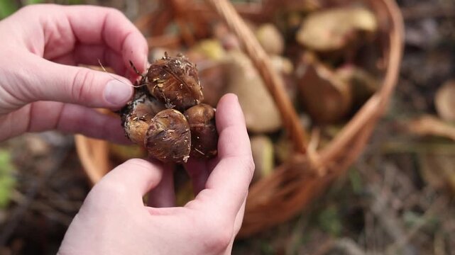 A woman's hand holds a freshly picked porcini mushroom against the background of a blurred basket with forest mushrooms. The concept of mushroom picking, autumn harvest, environmentally friendly food