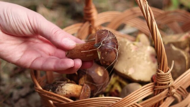 Mushroom picker holds fresh Polish mushroom in hand close-up. Freshly picked forest mushroom against wicker basket background in autumn. Autumn mushroom picking in forest. Quiet hunt