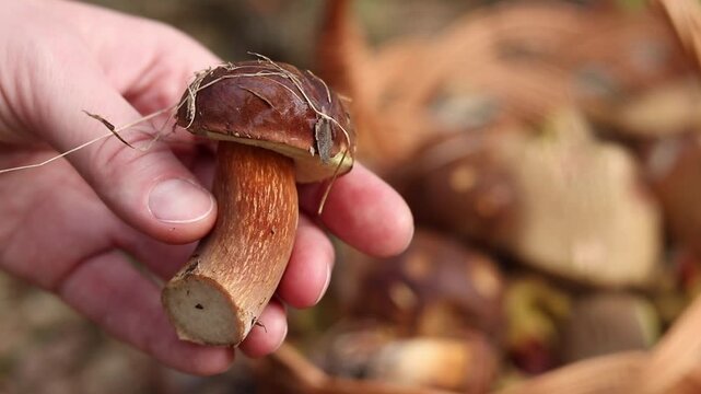 Mushroom picker holds fresh Polish mushroom in hand close-up. Freshly picked forest mushroom against wicker basket background in autumn. Autumn mushroom picking in forest. Quiet hunt