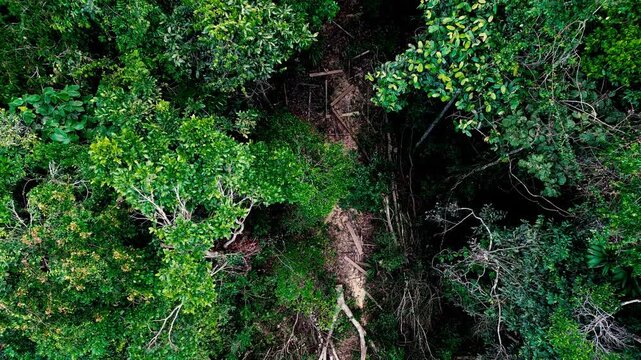 An overhead drone view reveals a dense tropical forest canopy in eastern Ecuador, with a fallen tree and exposed branches forming a narrow opening among layers of green foliage. Sunlight highlights va