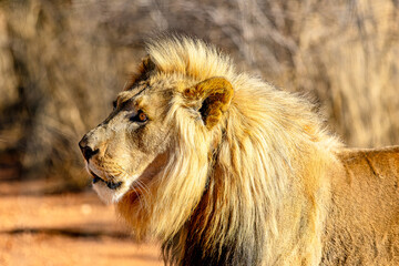 Male African Lion Portrait Looking into the Distance in Golden Light © Gina Mako