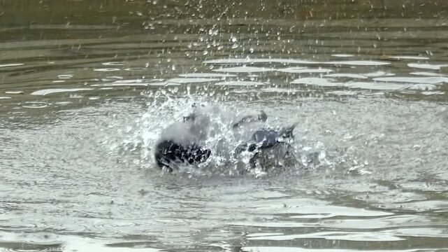 Slow motion of crow plunges into murky water, causing splashes. It swims through shallow, rippling pond. Animal appears to seek relief or coolness. Natural scene, peaceful, unbothered wildlife