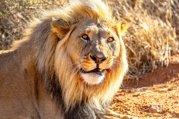 Male African Lion Looking Directly at Camera in Golden Light © Gina Mako