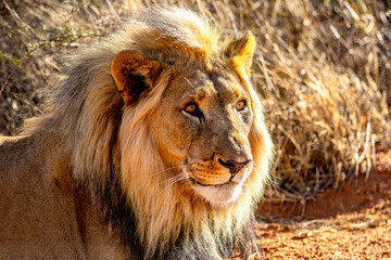 Male African Lion Portrait Looking into the Distance in Golden Light © Gina Mako