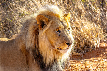 Male African Lion Portrait Looking into the Distance in Golden Light © Gina Mako