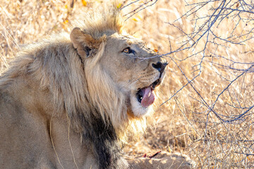 Male African Lion Yawning Beside Thorny Bush in Golden Light © Gina Mako