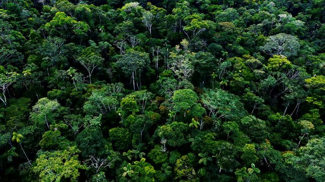 A drone view looks down over dense tropical rainforest in Ecuador's Oriente, where layers of green canopy surround a prominent fallen tree and a small patch of exposed soil. Varied tree crowns and sha