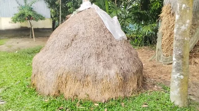 Traditional homemade dried rice straw haystack piled neatly on a green grass yard inside a beautiful rural village under bright daylight