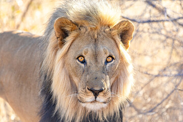 Male African Lion Looking Directly at Camera in Golden Light © Gina Mako