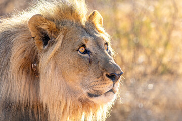 Male African Lion Portrait Looking into the Distance in Golden Light © Gina Mako