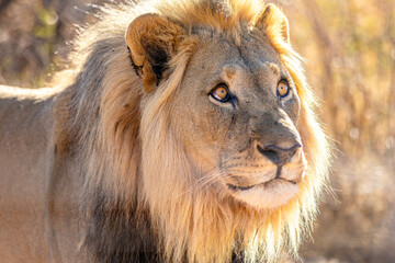 Male African Lion Portrait Looking into the Distance in Golden Light © Gina Mako