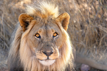 Male African Lion Looking Directly at Camera in Golden Light © Gina Mako