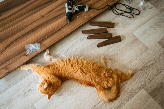 Ginger cat resting on the floor during furniture assembly, surrounded by wooden panels, screws, drill, and legs, highlighting the challenges and breaks involved in home improvement projects