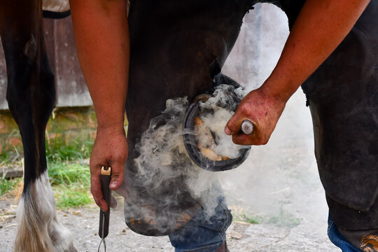 Close up shot of a Farrier Blacksmith fitting a new hot horse shoe to and animal , causing smoke to pour from hoof  nail. 