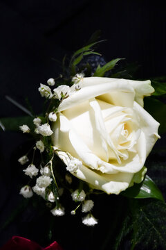 Wedding buttonhole. Beautiful white rose on the Grooms lapel on his wedding day. The wearing of a buttonhole is a typically British thing to do.