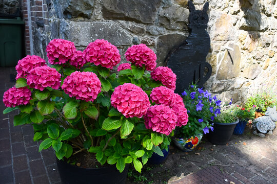 Beautiful large pink hydrangea blooms cheering up a garden on a summers day .