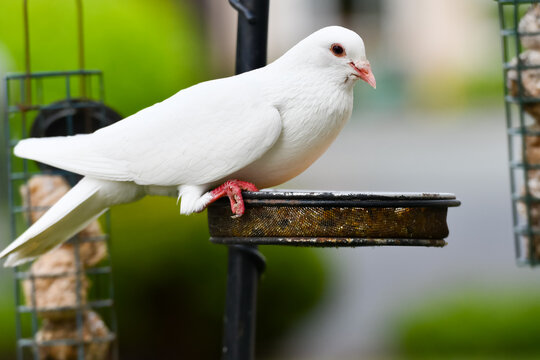 White dove bird feeding from a bird feeder in a domestic garden in England UK 