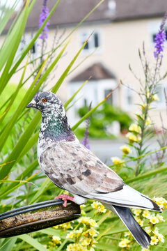 A beautiful pigeon cross dove bird feeding from a garden bird feeder in rural Shropshire.These birds can be seen as pests as they scare away smaller native birds.