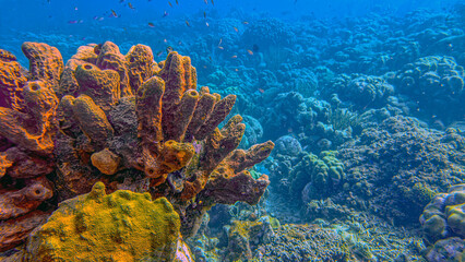 Caribbean coral garden, underwater Bonaire © John Anderson