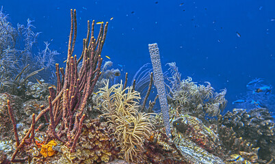 Caribbean coral garden, underwater Bonaire © John Anderson