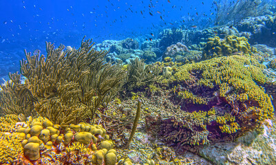 Caribbean coral garden, underwater Bonaire © John Anderson
