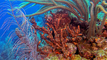 Caribbean coral garden, underwater Bonaire © John Anderson