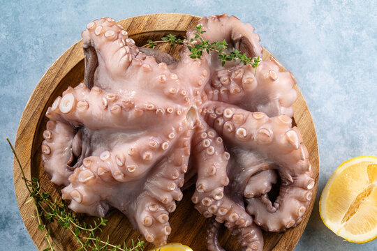 Seafood octopus. Whole fresh raw octopus on wooden board with lemon, herb on blue background, top view.