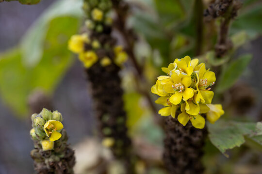 Yellow Common Mullein Wildflower Spike Bloom close up, Verbascum thapsus great mullein plant, background or banner