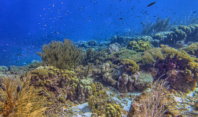 Caribbean coral garden, underwater Bonaire © John Anderson