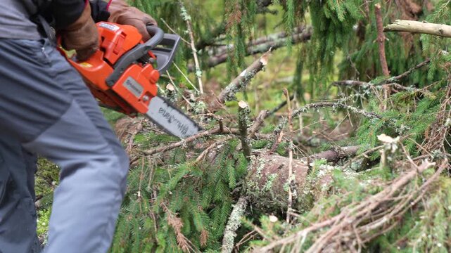 Worker uses a chainsaw along a fallen conifer trunk surrounded by branches and cut stubs, demonstrating limb removal before log sectioning in a forest harvesting workflow