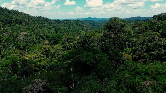 Dense, multilayered rainforest canopy fills the frame, with varied shades of green, broadleaf trees, palms and occasional exposed branches visible from an aerial perspective. This drone footage was fi