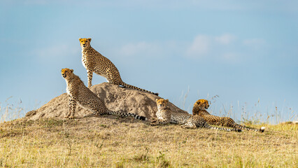Kenya, Maasai Mara National Reserve, Cheetah (Acinonyx jubatus) © Luigi