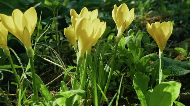 Sunlit Vibrant Yellow Flowers Blooming in Spring Greenery