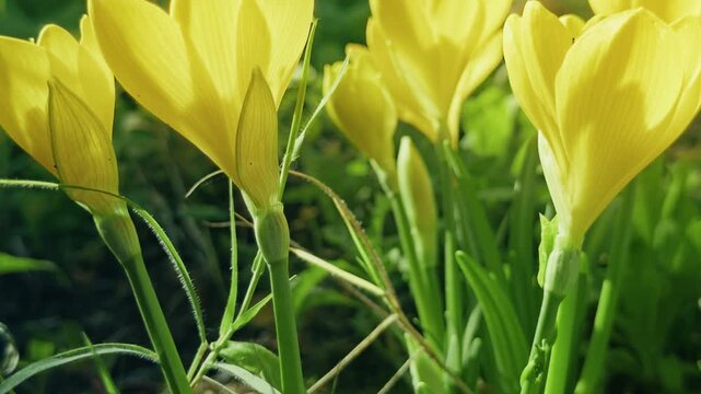 Sunlit Vibrant Yellow Flowers Blooming in Spring Greenery