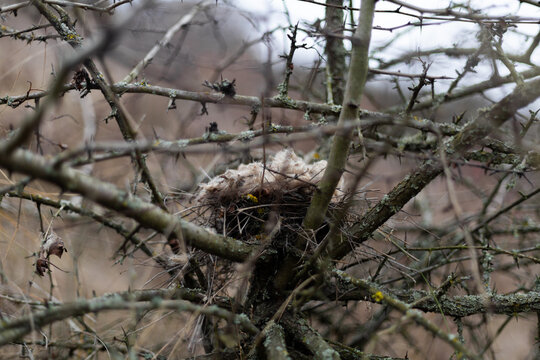 an empty bird nest in a tree Stock Photo. High quality photo