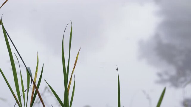 Green grass blades hold delicate dew drops in Catherine Park, Pushkin, Saint Petersburg. The misty background creates a serene and peaceful mood.