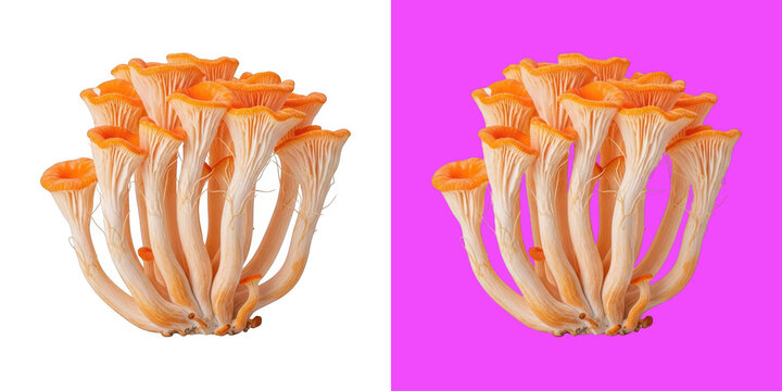 Vibrant orange golden oyster mushroom cluster