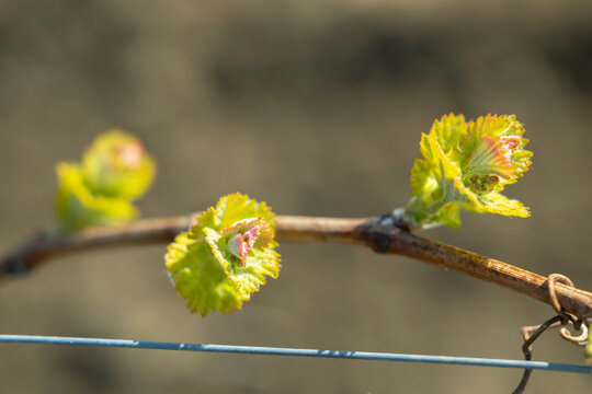 Young grapevine shoots budding in Bzenec, Czechia vineyard