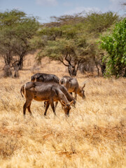 Wild antelopes grazing in dry savanna in Samburu Kenya © Manel Vinuesa