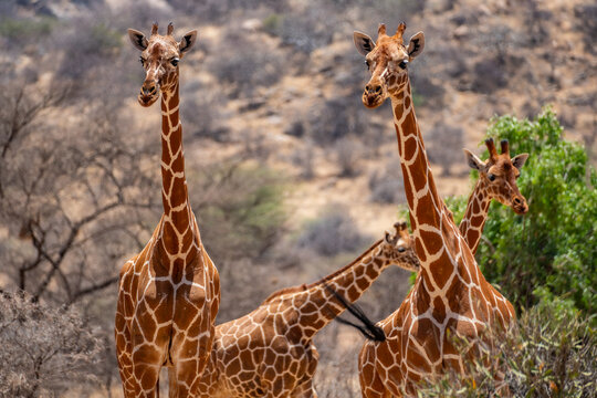 Group of four reticulated giraffes in Samburu National Reserve Kenya