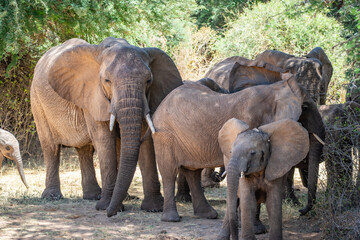 African elephant family with calf in Samburu National Reserve Kenya © Manel Vinuesa