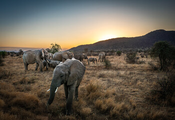 Herd of African Elephants in Samburu Savanna at Sunset, Kenya © Manel Vinuesa