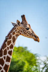 Side Profile Portrait of Reticulated Giraffe in Samburu, Kenya © Manel Vinuesa